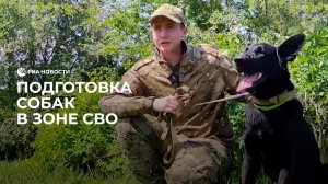 Подготовка собак в зоне СВО