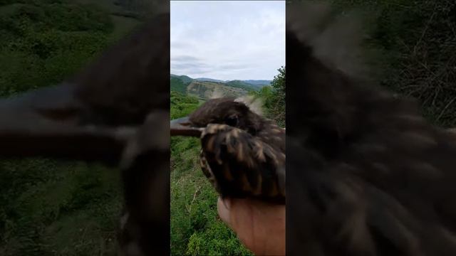 Птенец дроздя выпал из гнезда, спасаем птенца