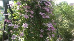 мой прекрасный  цветочный сад. май