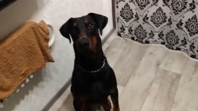 доберман выполняет команды смотреть онлайн