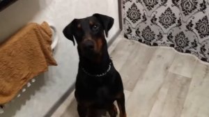 доберман выполняет команды