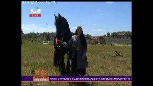 Верховая езда для новичков! Что обязательно нужно знать