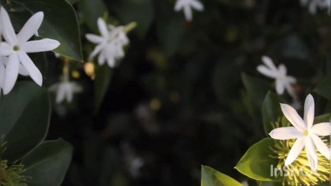 Топ 10 декоративно цветущих растений Доминиканы. #декоративноцветушие_растения #доминикана