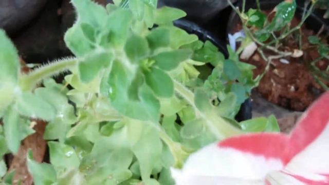 Petunias pink white star flower a cultivated form, ,പെറ്റ്യൂണിയ,,اطلسی (سرده), پیٹونیا,碧冬茄属 смотреть онлайн