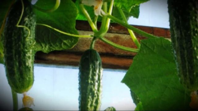 Можно ли кроликам огурцы и как их правильно скармливать смотреть онлайн