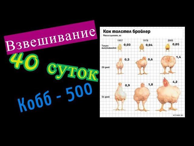 Бройлерам 40 дней на Маркорм ПК 6-1