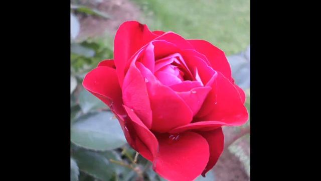 Розы алые смотреть онлайн