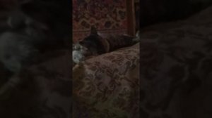 Я шоколадный заяц