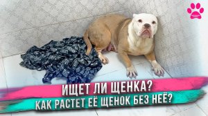 Что с собакой у которой заводчики отняли щенка сразу при рождении?