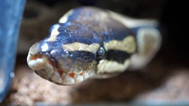 Macro Lens for Snake Photography - Panasonic Lumix G Macro 30mm f 2.8 Test Footage смотреть онлайн