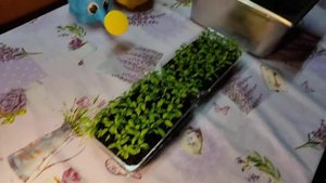 Хризантема болотная из семян.