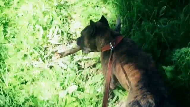 СОБАКА УБИЙЦА - американский стафф терьер смотреть онлайн