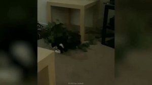 Забавные животные №57