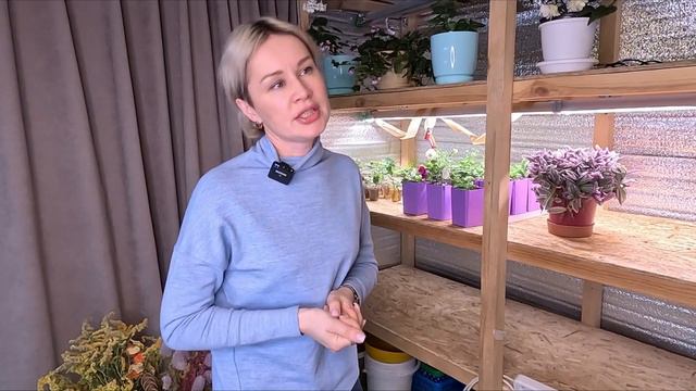 ПЕТУНИЯ ЧЕМ ОТЛИЧАЕТСЯ ПЕТУНИЯ ИЗ СЕМЯН ОТ ВЕГЕТАТИВНОЙ ПЕТУНИИ