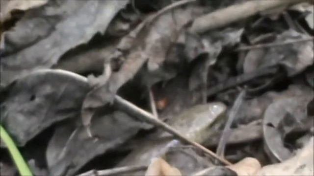 ВЕРЕТЕНИЦА  БЕЗНОГАЯ ЯЩЕРИЦА