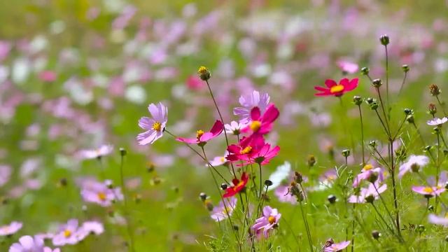 Хирург оплатил девочке-цыганке продукты в магазине, а когда во время похорон жены вспомнил... смотреть онлайн