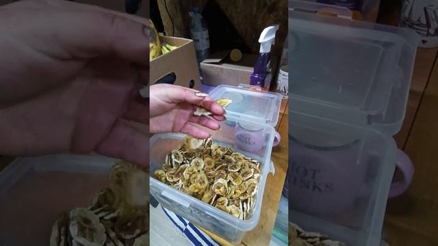 спасибо за помощь #помощьбездомнымживотным #ямыилюша #енотилюша #анапа #raccoon