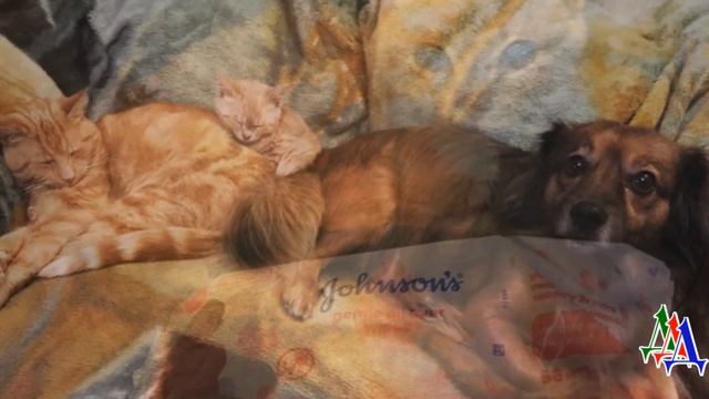 У котёнка редчайшее заболевание, из за которого он навсегда останется молодым смотреть онлайн