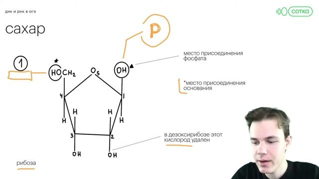 Все о ДНК и РНК для высоких баллов на ОГЭ | ОГЭ БИОЛОГИЯ 2022 | СОТКА смотреть онлайн