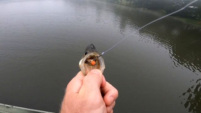 Berkley Gulp Minnows VS Bass Pro Shops Grubs - ULTIMATE SOFT PLASTIC BAIT CHALLENGE смотреть онлайн