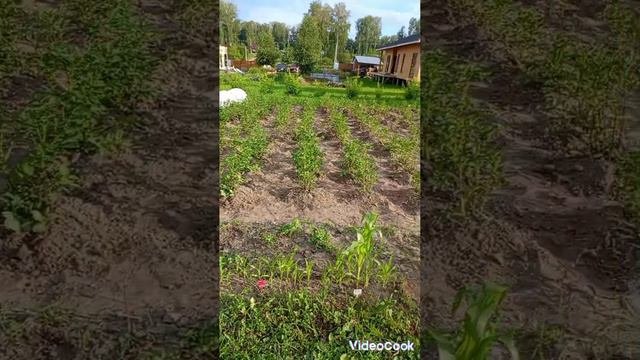 прополка картофеля