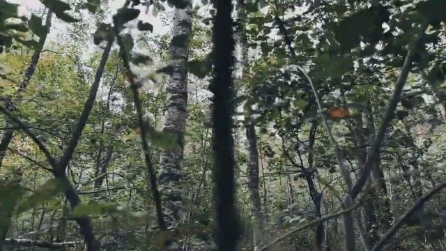 VID 20220821 175409 Листья осенние (Н. Рубцов)...Павел Васильев Лахтинский смотреть онлайн