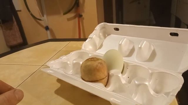 Как заставить курицу нести яйца в гнездо? Подклад из тропического фрукта.