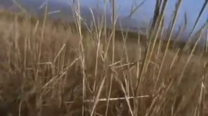 Мотострелки вместе с танками выдвигаются для атаки. Дебальцевский котел