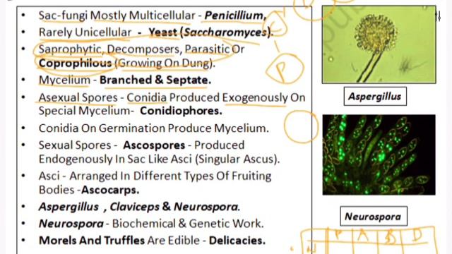 ASCOMYCETES | KINGDOM FUNGI | MODULE 15 | NEET BIO | CHAP 2 | BIOLOGICAL CLASSIFICATION смотреть онлайн