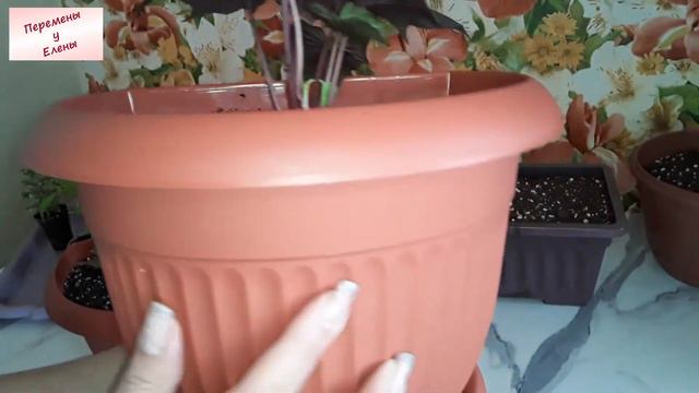 Весенние заботы: разбираюсь с цветами смотреть онлайн