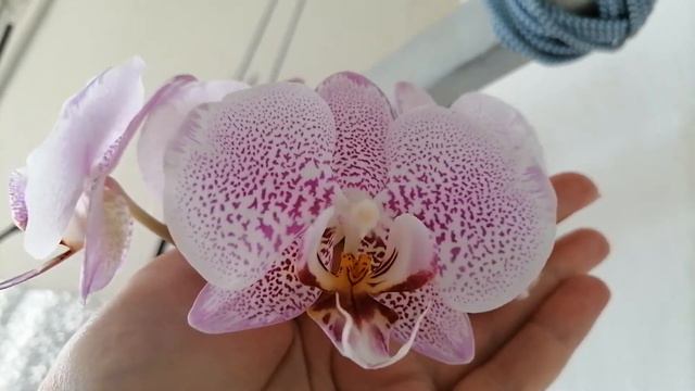 А мы всё цветём 27.06.22 смотреть онлайн