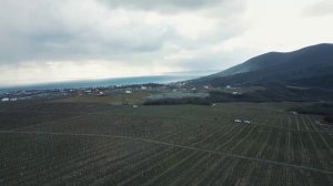 Обрезка виноградники - Мысхако - винодельня