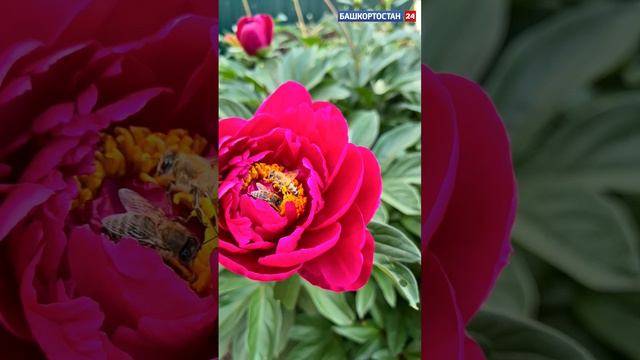 🐝🌺 Если присмотреться, то можно увидеть, как улыбается эта пчелка)