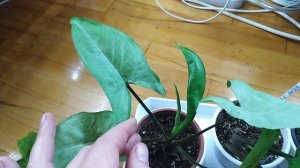 Комнатные растения. Растения семейства ароидные .Часть 1.