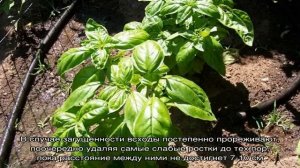 Пересадка и выращивание базилика в домашних условиях