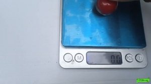 Черешня Чкалов, Дюк вишня сорта "Встреча" и "Чудо вишня"... вес плодов, Астрахань 2023г.