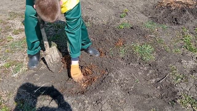 Выкапываем Инжир