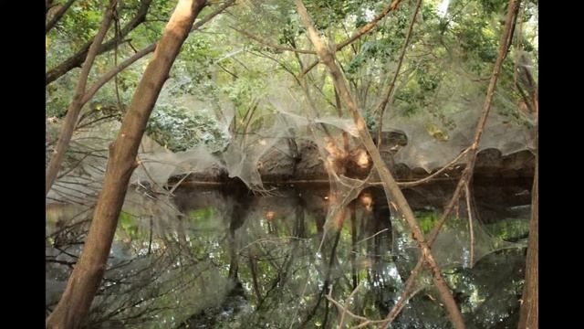 Жесть паутина ужас spider смотреть онлайн