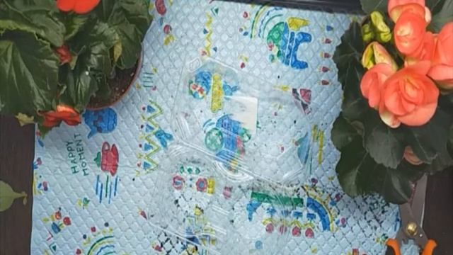 Размножение бегонии листочками и черенками. 2 способа черенкования бегонии. смотреть онлайн