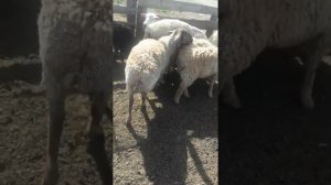Продажа овец "Гиссаров" Мирнополье