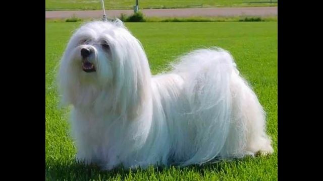 норма корма для собак смотреть онлайн