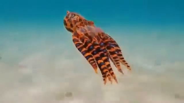 Синекольчатый осьминог Hapalochlaena ?