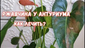 ВОЛШЕБНЫЙ ЭЛИКСИР для АНТУРИУМА и даже дохлый цветок выдаст МОЩНЫЕ ЗДОРОВЫЕ ЛИСТЬЯ!