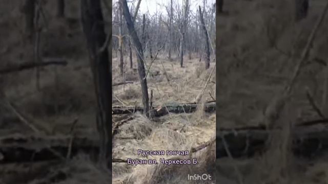 Русская гончая Буран вл. Черкесов Беслан. смотреть онлайн