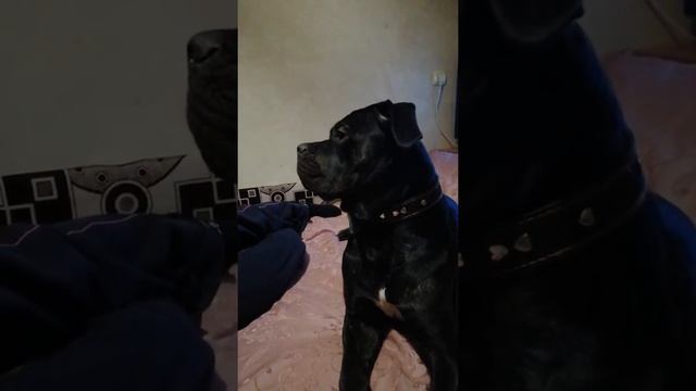 #КанеКорсо смотреть онлайн