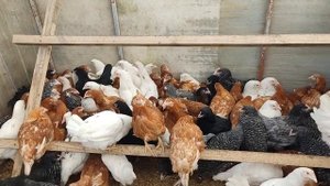 Насесты для кур несушек – длина, высота и диаметр