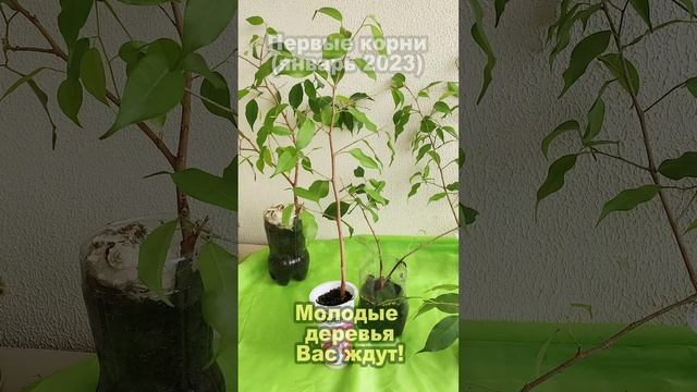 Дерево Достатка, Благополучия и Здоровья. Фикус Бенджамина сорт "Неон". От нашей семьи -вашей семье!