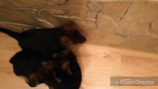 Смешные щенки немецкой овчарки  Полтора месяца Маленькие агрессоры Настоящие друзья ...