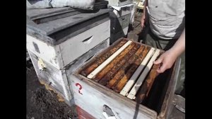 весенние работы на пасеке - начал ставить пчелам рамки с вощиной на отстройку