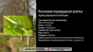 Ясеневая изумрудная златка (Agrilus planipennis Fairmaire)